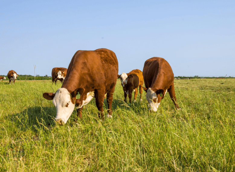 LA CADENA BOVINA PROYECTÓ UN AÑO RÉCORD CON MÁS DE US$ 20.000 MILLONES EN MOVIMIENTO&nbsp;ECONÓMICO