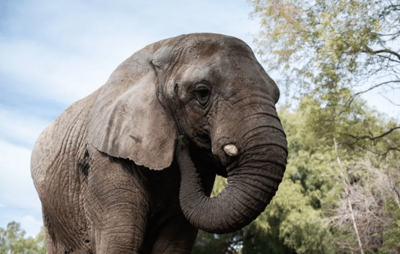 Avanza la investigación sobre la muerte de Kenya, la última elefanta del ex zoológico de&nbsp;Mendoza