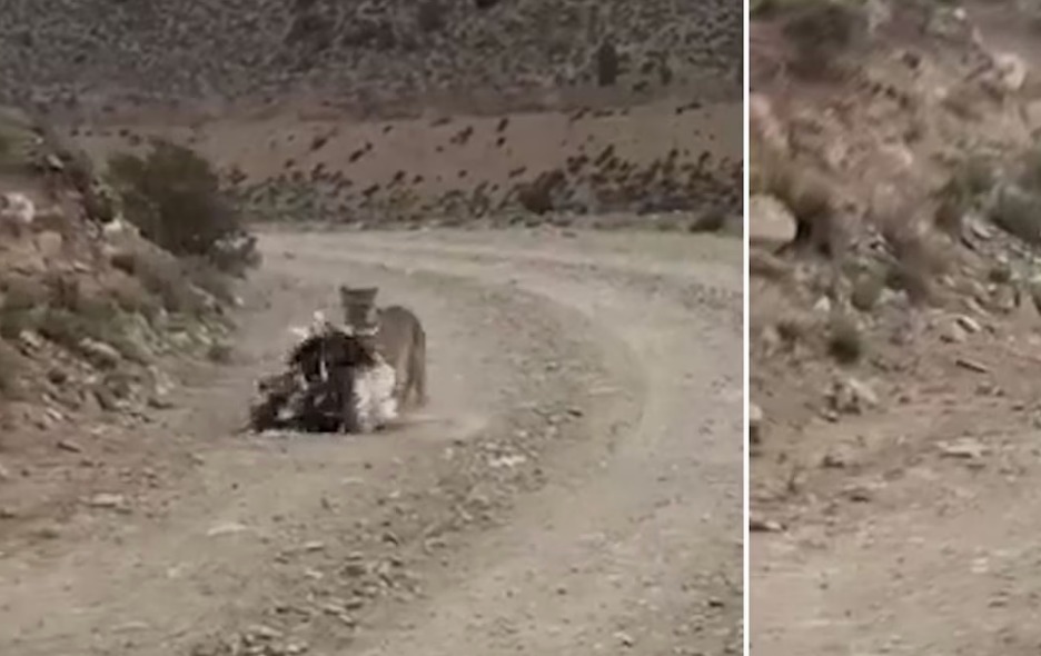 Un registro inédito de la vida silvestre en las áreas protegidas mendocinas se volvió viral