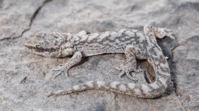 Identifican una nueva especie de gecko andino en Catamarca y La&nbsp;Rioja