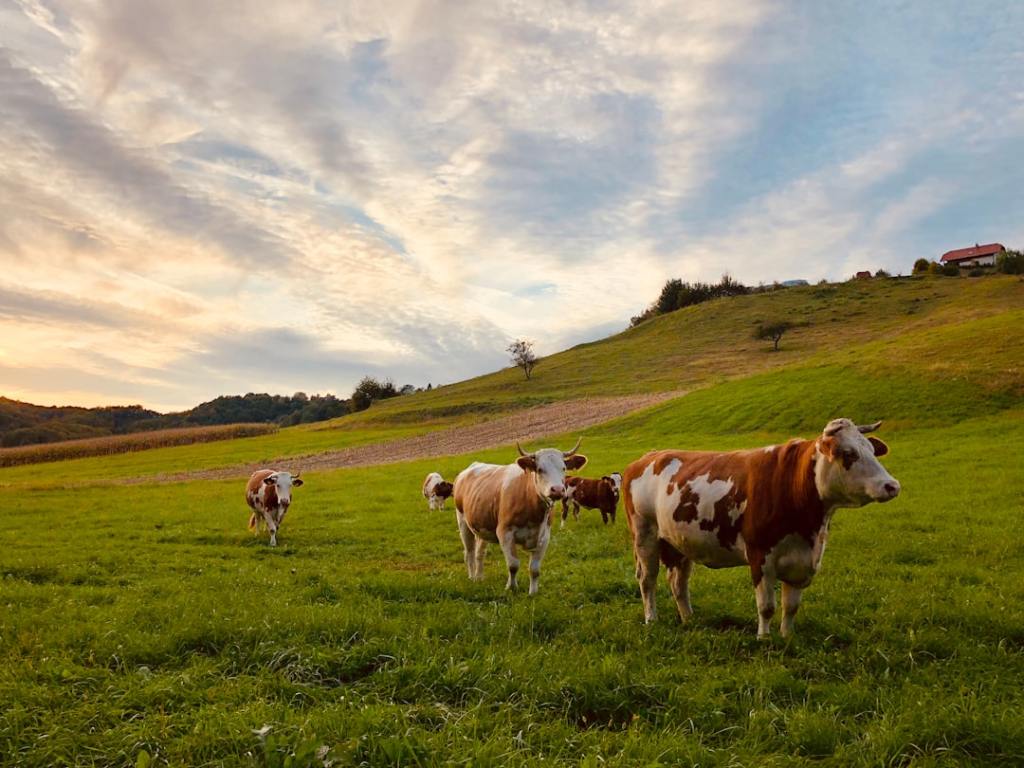 Ganaderia y agroindustria cárnica convergen en busca de exportaciones mas fuertes